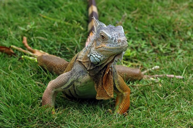 Hermosa cabeza de primer plano de iguana roja en primer plano de animal de madera