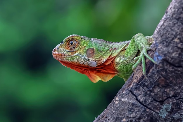 Hermosa cabeza de primer plano de iguana roja en primer plano de animal de madera