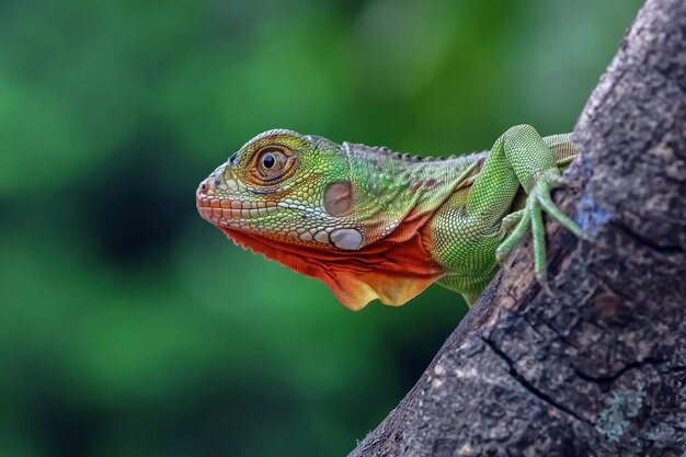 Hermosa cabeza de primer plano de iguana roja en primer plano de animal de madera