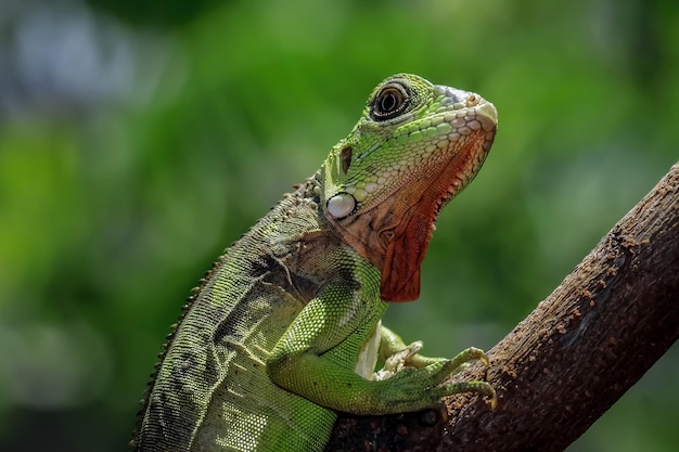 Hermosa cabeza de primer plano de iguana roja en primer plano de animal de madera