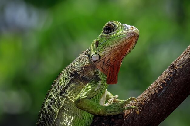 Hermosa cabeza de primer plano de iguana roja en primer plano de animal de madera