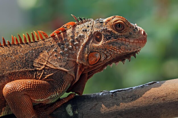 Hermosa cabeza de primer plano de iguana roja en primer plano de animal de madera