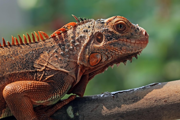 Hermosa cabeza de primer plano de iguana roja en primer plano de animal de madera