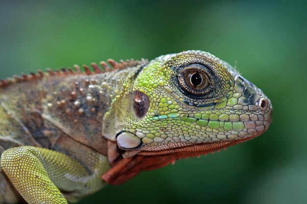 Hermosa cabeza de primer plano de iguana roja en primer plano de animal de madera