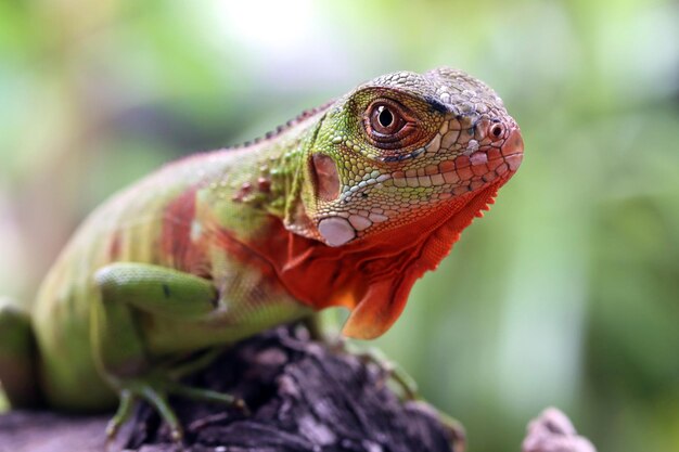 Hermosa cabeza de primer plano de iguana verde en primer plano de animal de madera