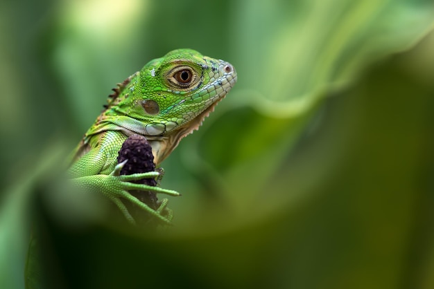 Hermosa cabeza de primer plano de iguana verde