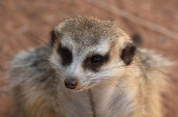 Hermosa cara de un suricata con largos bigotes