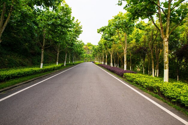 La hermosa carretera está rodeada de vegetación