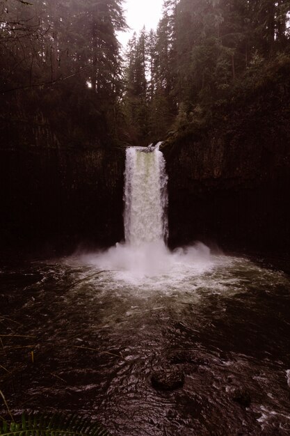 Una hermosa cascada en un bosque denso.