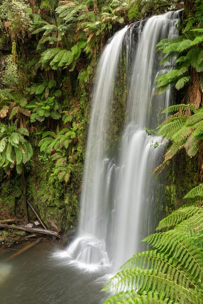 Hermosa cascada de río en la selva