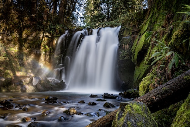 Hermosa cascada rodeada de árboles y plantas en el bosque