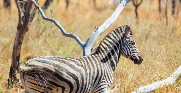 Hermosa cebra africana de safari en Sudáfrica