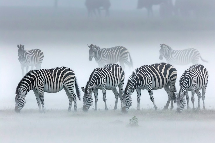 Foto gratuito la hermosa cebra en la naturaleza