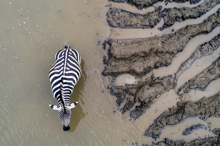 Foto gratuito la hermosa cebra en la naturaleza