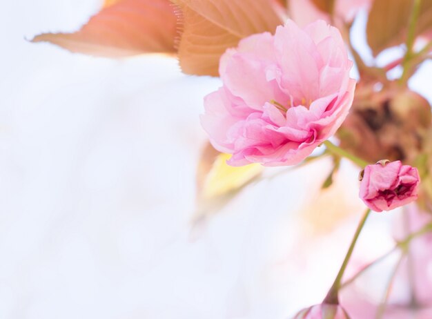 Hermosa cereza.