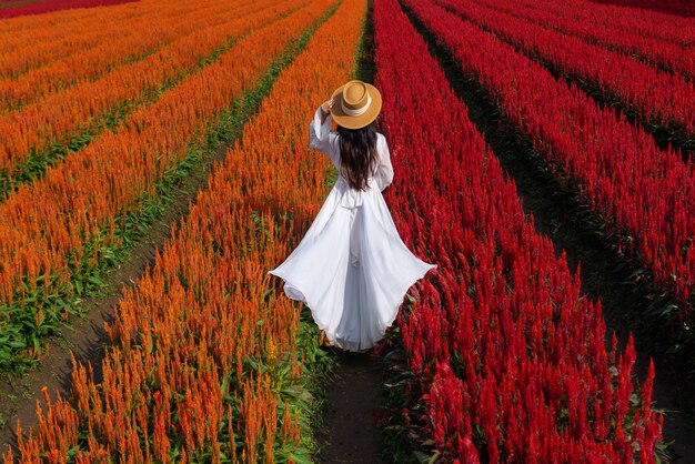 Hermosa chica en vestido blanco de viaje en los campos de flores de Celosia, Chiang Mai.