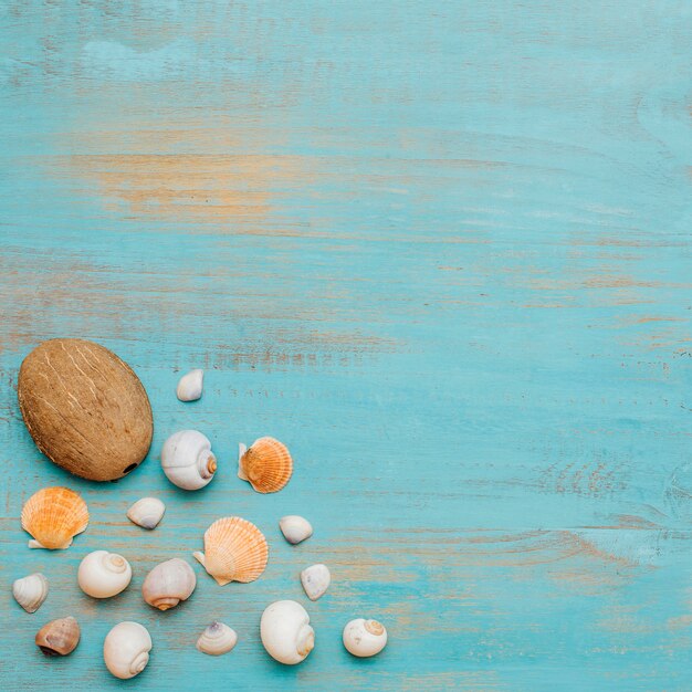 Hermosa composición de conchas marinas.