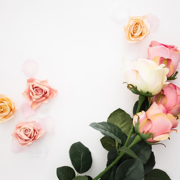 Hermosa composición hecha con rosas en un blanco