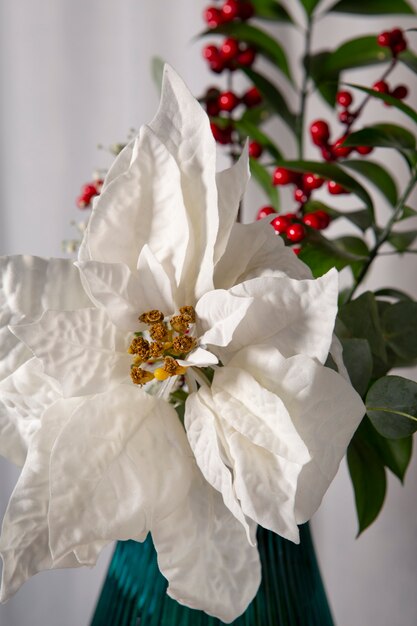 Hermosa composición de poinsettia blanca