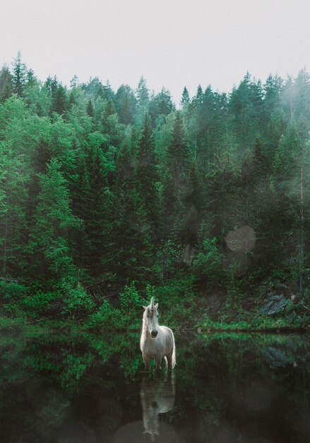 Hermosa composición de unicornio en la naturaleza.