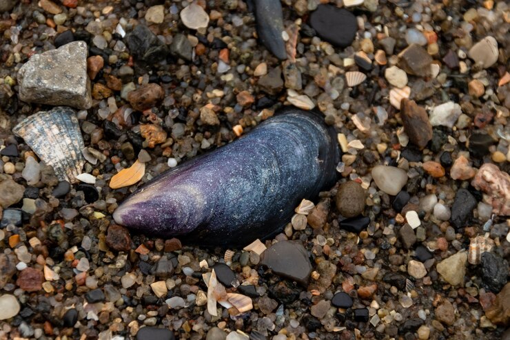 Foto gratuito hermosa concha en un fondo de grava de mar con agua pura