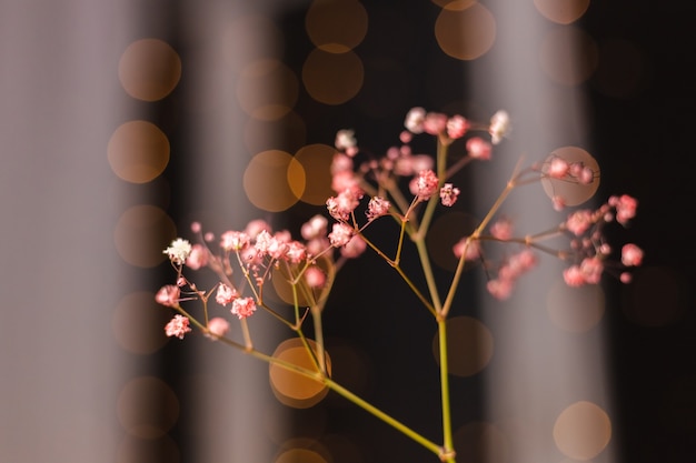 Foto gratuita hermosa decoración lindas flores de colores secas en negro oscuro, papel tapiz.