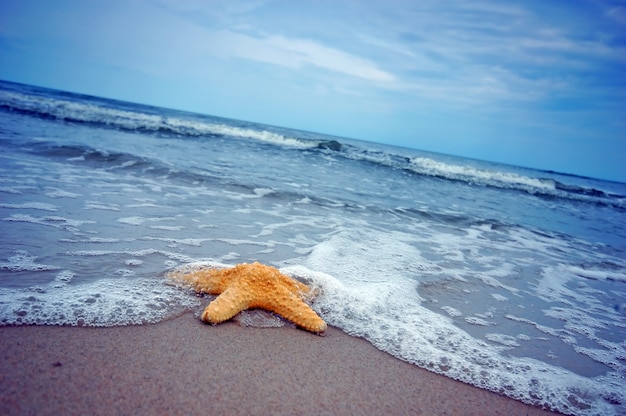 Foto gratuita hermosa estrella de mar en la orilla del mar