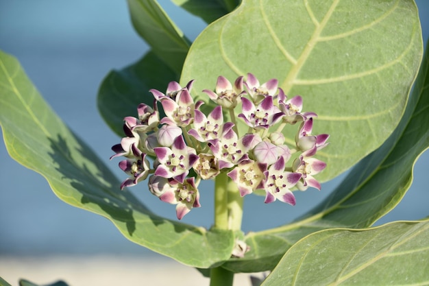 Hermosa flor de algodoncillo gigante floreciendo y floreciendo en la playa