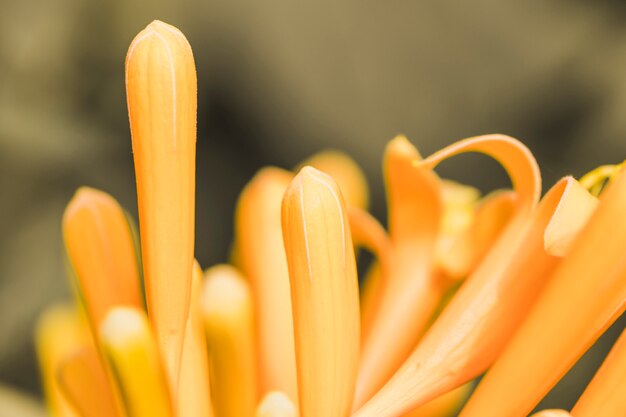 Hermosa flor amarilla fresca