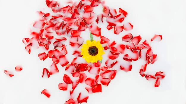 Hermosa flor amarilla rodeada de pétalos rojos flotando en el agua