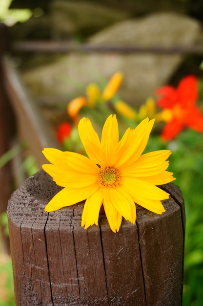 Hermosa flor amarilla en una valla de madera en el jardín