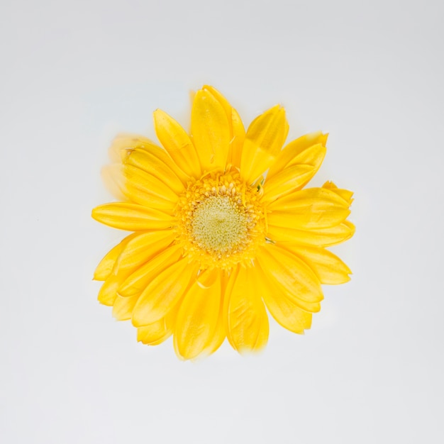 Foto gratuita hermosa flor amarilla