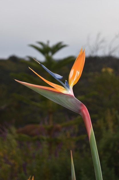 Hermosa flor de ave del paraíso en un jardín tropical