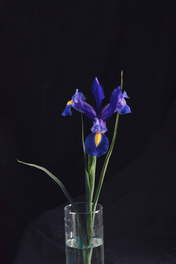 Foto gratuito hermosa flor azul fresca en florero con agua