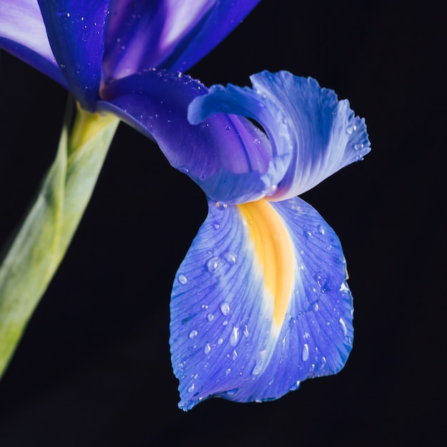 Foto gratuita hermosa flor azul fresca pétalo en rocío