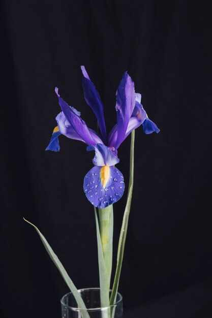 Hermosa flor azul fresca en rocío en florero