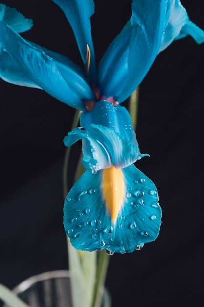 Foto gratuita hermosa flor azul fresca en rocío en florero