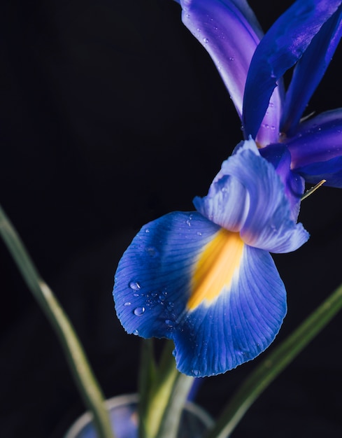 Hermosa flor azul fresca en rocío en florero
