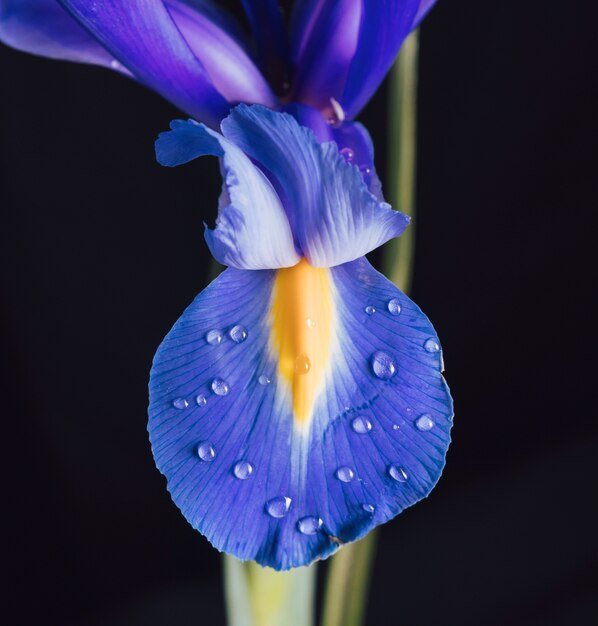 Hermosa flor azul fresca en rocío