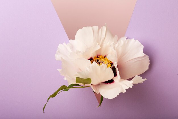 Hermosa flor blanca de alto ángulo