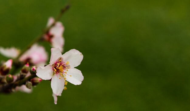 Hermosa flor blanca en un árbol