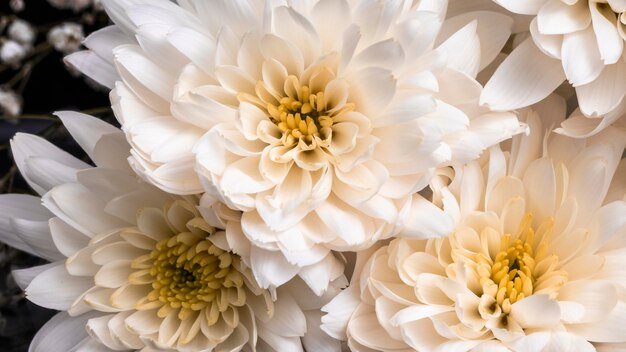 Hermosa flor blanca macro