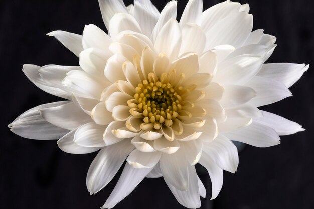 Hermosa flor blanca macro