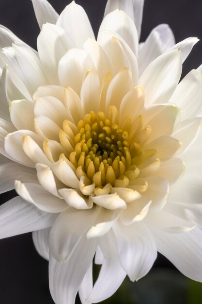 Hermosa flor blanca macro