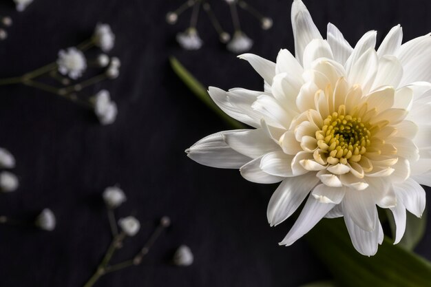 Hermosa flor blanca macro