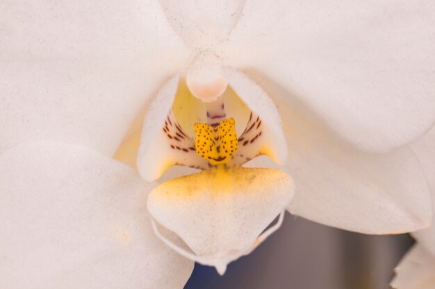 Hermosa flor blanca con pistilo amarillo.