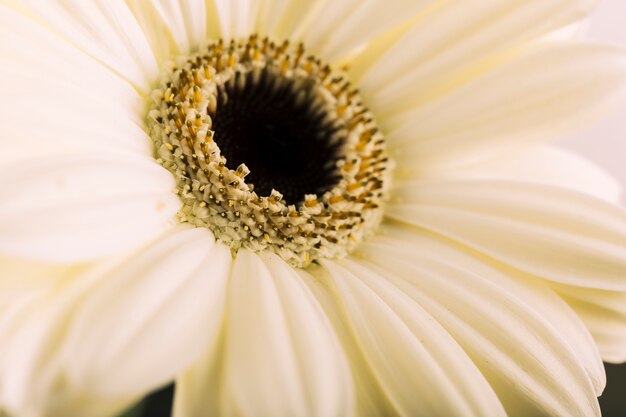 Hermosa flor blanca que florece en primavera