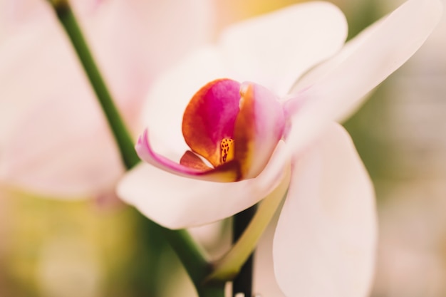 Foto gratuita hermosa flor blanca