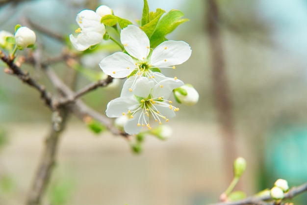Hermosa flor de cerezo en primavera árbol de flor sobre fondo de naturaleza fondo de primavera