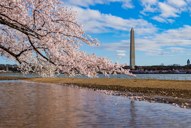 Foto gratuita hermosa flor de cerezo sobre el lago que rodea el national mall en washington dc